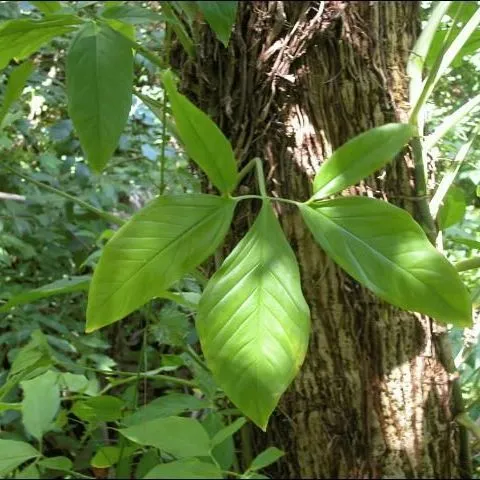 thumbnail for publication: Wildland Weeds: Arrowhead Vine, Syngonium podophyllum